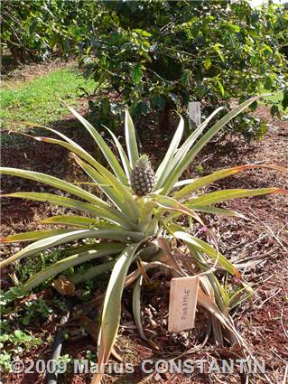 Pineapple plant