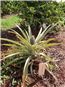 Pineapple plant