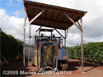 Machine that harvests coffee