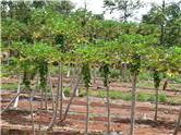 Mangos at Kilohana Plantation