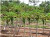 Mangos at Kilohana Plantation