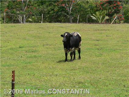 Cow at Kilohana Plantation