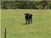 Cow at Kilohana Plantation