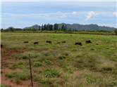 Wild animals at Kilohana Plantation