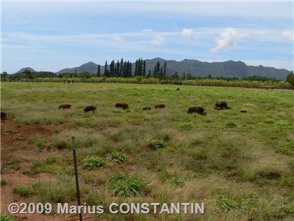 Wild animals at Kilohana Plantation