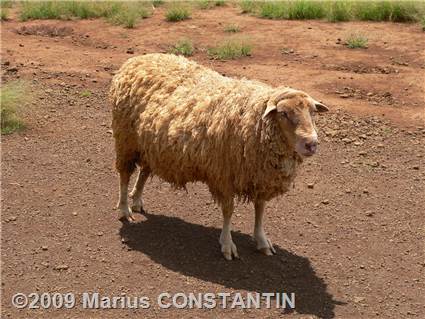 Sheep at Kilohana Plantation