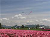 Zmee la Tulip Town