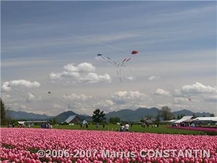 Zmee la Tulip Town