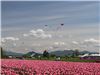 Zmee la Tulip Town