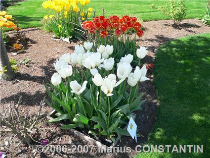 Lalele la Tulip Town