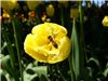 Albina in flori