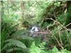 Cascada in Rain Forest
