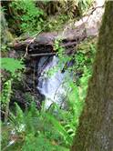 Cascada in Rain Forest