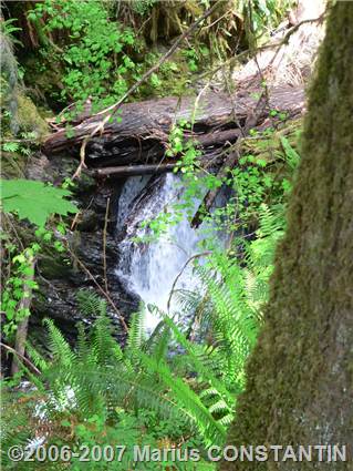 Cascada in Rain Forest