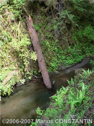 Copaci rupti in Rain Forest