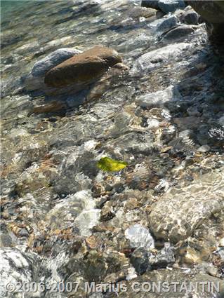 Frunza in Skagit River