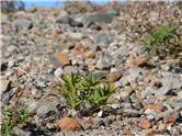 Plantele renasc