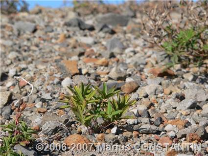 Plantele renasc