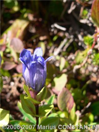 Floare pe Rainier