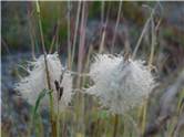 Plante subalpine