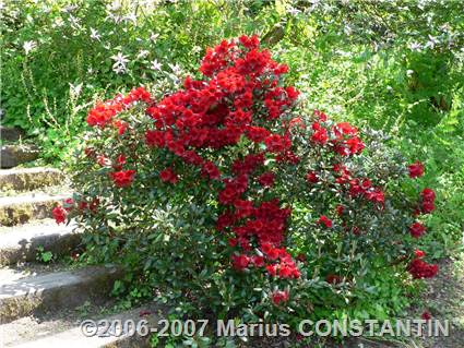 Rododendroni la Arboretum