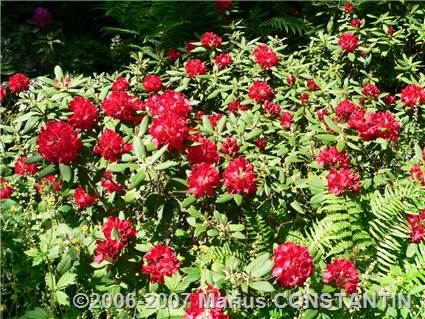 Rododendron rosu