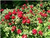 Rododendron rosu