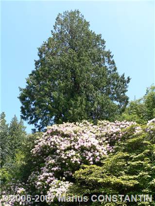 Plante inflorite in Arboretum