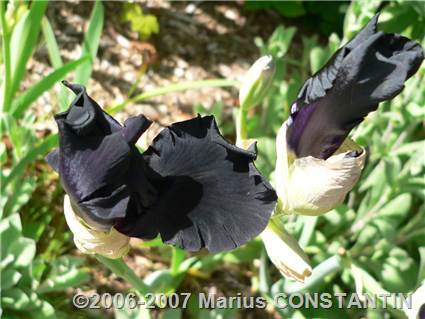 Iris negru