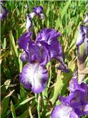 Iris inflorit