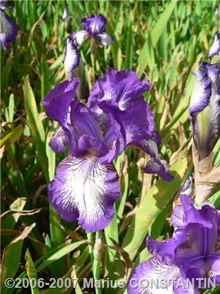 Iris inflorit