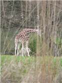 Girafa la Zoo