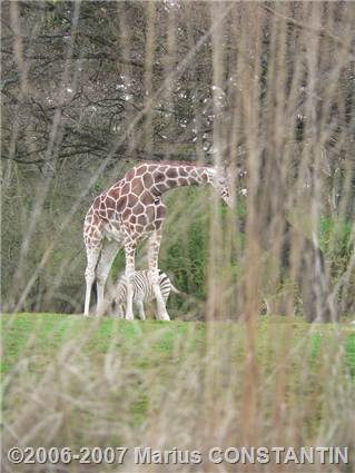 Girafa la Zoo