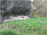 Leul doarme la zoo