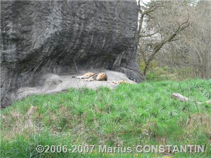 Leul doarme la zoo