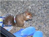 Squirrel eating nuts