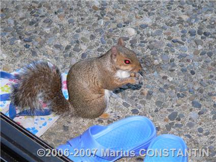 Squirrel eating nuts