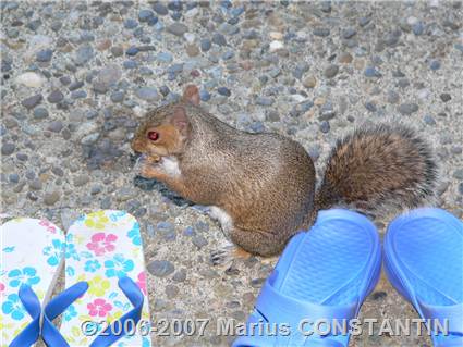 Squirrel eating nuts