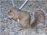 Squirrel eating nuts