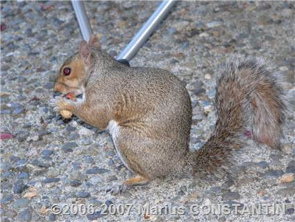 Squirrel eating nuts