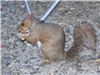 Squirrel eating nuts