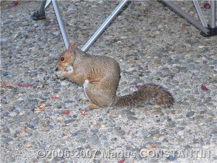 Squirrel eating nuts