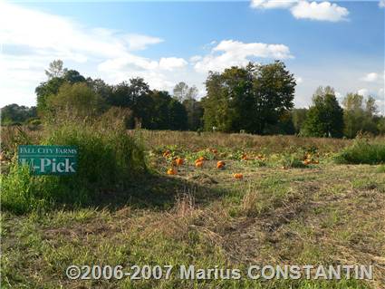 U-Pick Fall City Farms