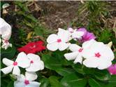 Floricele in Union Square - New York