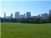 Sheep Lawn - in Central Park - New York