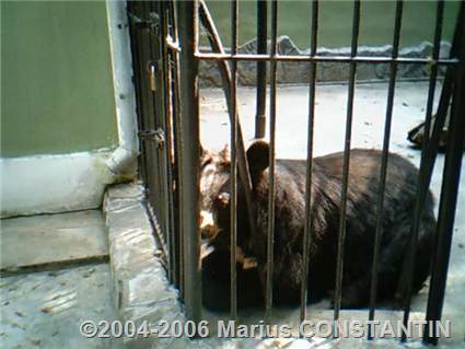 Ursul negru care nu are chef de vizitatori